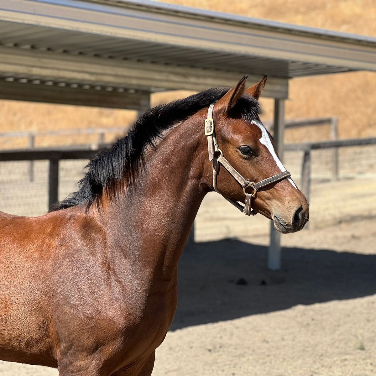 Holsteiner foal for sale