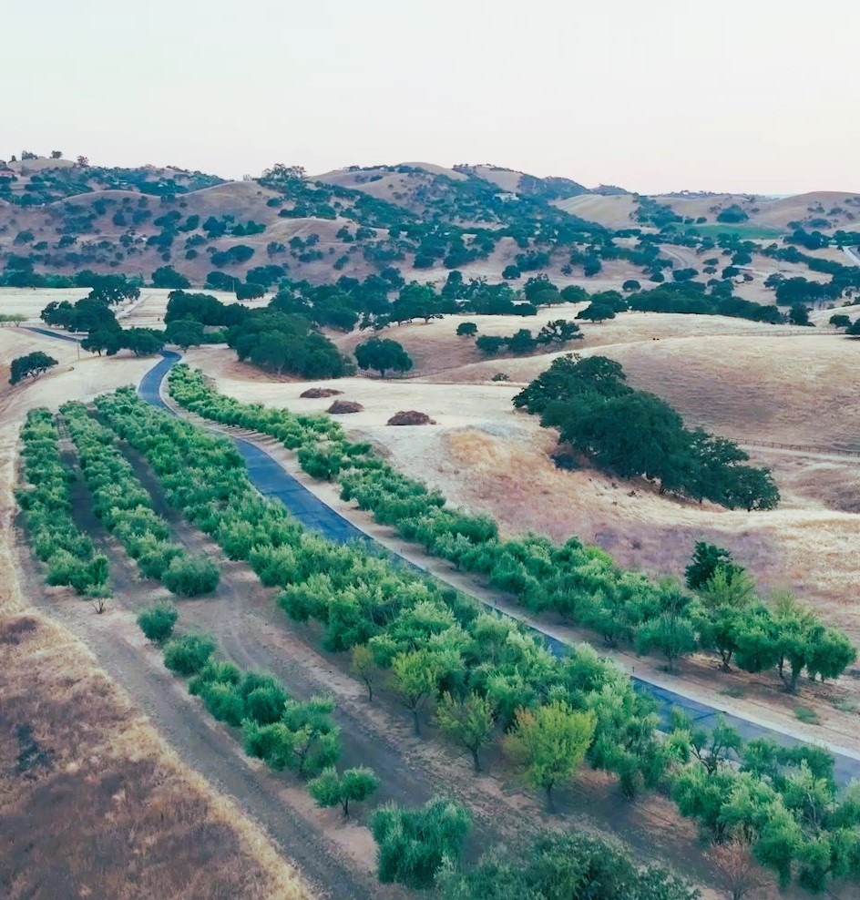 California extra virgin olive oil